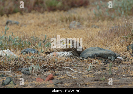 Eurasische Stein-Brachvogel (Burhinus Oedicnemus) Erwachsenen sitzen auf Nest, Lesbos, Griechenland, april Stockfoto
