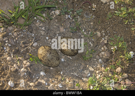 Eurasische Stein-Brachvogel (Burhinus Oedicnemus Insularum) Ei im Nest, Lanzarote, Kanarische Inseln Stockfoto