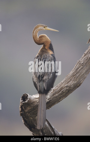 Afrikanische Darter (Anhinga Rufa Melanogaster) Erwachsenen, thront auf Zweig, Krüger Nationalpark, Mpumalanga, Südafrika Stockfoto