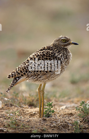 Spotted Dikkop (Burhinus Capensis) Erwachsene, stehend, Mountain Zebra Nationalpark, Eastern Cape, Südafrika Stockfoto