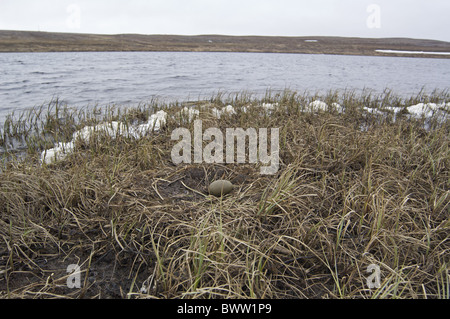 Prachttaucher (Gavia Arctica) nest mit Ei im Feuchtgebiet, Kiberg, Vardo, Finnmark, Norwegen Stockfoto