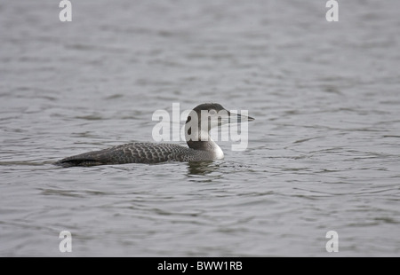 Great Northern Diver (Gavia Immer) Juvenile auf Wasser, Norfolk, England, winter Stockfoto