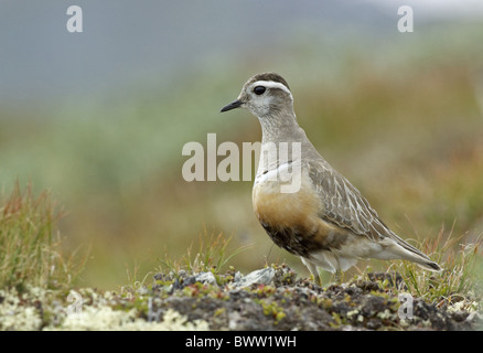 Eurasische Mornell (Charadrius Morinellus) Männchen, stehend in montane Lebensraum, Jotunheimen, Norwegen Stockfoto