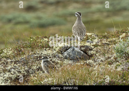 Eurasische Mornell (Charadrius Morinellus) Küken mit Erwachsenen in Ferne, in montane Lebensraum, Jotunheimen, Norwegen Stockfoto