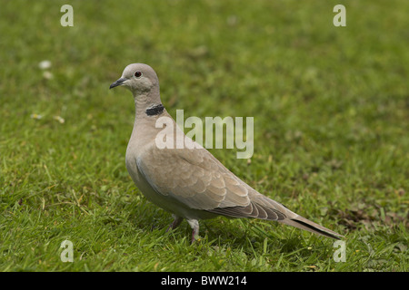 Eurasian Collared Dove (Steptopelia Decaocto) Erwachsenen, stehen auf der Wiese im Garten, Grenzen, Schottland, Sommer Stockfoto