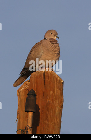 Eurasian Collared Dove (Streptopelia Decaocto) Erwachsenen, thront auf Elektromasten, Marokko, april Stockfoto