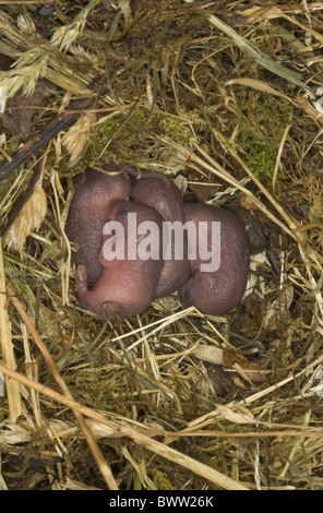 Vier Tage alte Maus Micromys Minutus zu ernten Stockfoto