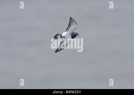 Felsentaube (Columba Livia) Erwachsenen, während des Fluges, Bempton Cliffs, East Yorkshire, England, april Stockfoto