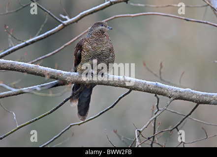 Vergitterten Kuckuck-Taube (Macropygia Unchall) Erwachsenfrau thront auf Zweig, Kathmandu, Nepal, Februar Stockfoto