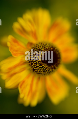 Eine einzelne gelbe gold Helenium 'Butterpat' Flower Head - Sneezewort Stockfoto