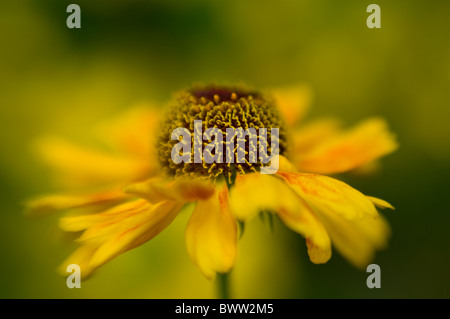 A single yellow gold Helenium 'Butterpat'  Flower head - Sneezewort Stockfoto