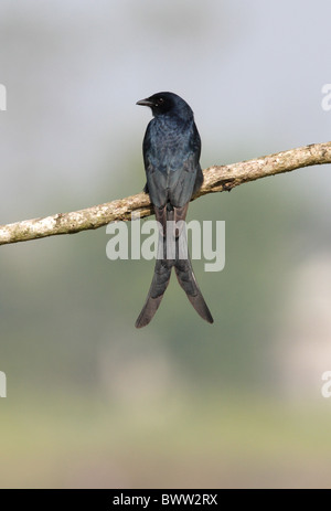 Schwarz-Drongo (Dicrurus Macrocercus) Erwachsenen, thront auf Zweig, Chitwan, Nepal, Januar Stockfoto