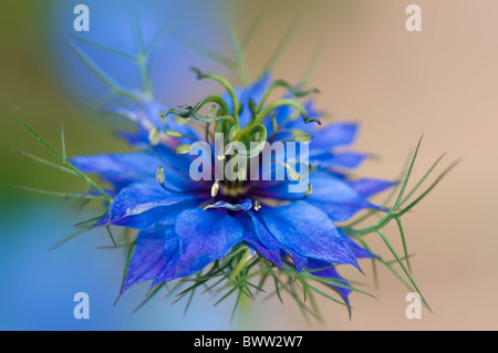 Eine einzelne blaue Nigella Damascena "Miss Jekyll" Blume - Liebe im Nebel Stockfoto