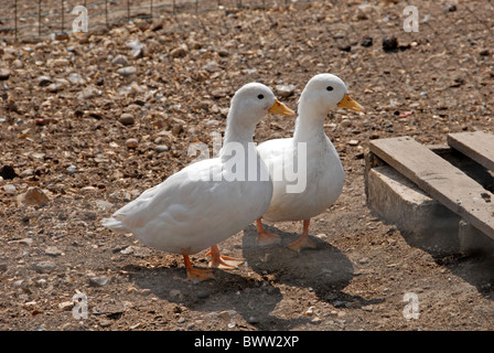 Hausente, rufen Sie Ente, Erwachsenen paar, auf Bauernhof, Hertfordshire, England Stockfoto