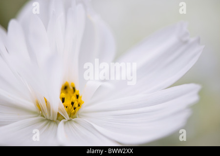 Eine einzelne weiße Cosmos Blume 'Psyche White' - Cosmea Bipinnatus Stockfoto