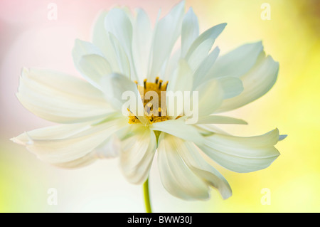 Eine einzelne weiße Cosmos Blume 'Psyche White' - Cosmea Bipinnatus Stockfoto