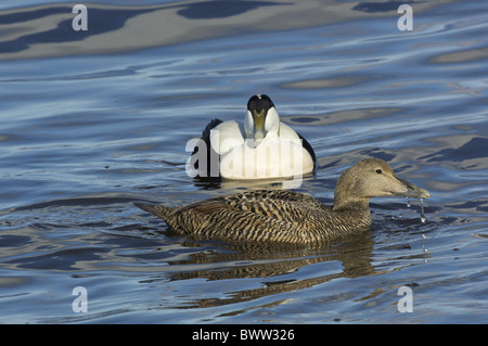 Gemeinsamen Eiderenten (Somateria Mollissima) Erwachsenen paar, Schwimmen im Meer, Varanger, Finnmark, Norwegen Stockfoto