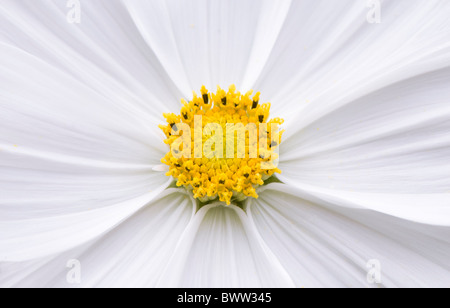 Eine einzelne weiße Cosmos Blume 'Psyche White' - Cosmea Bipinnatus Stockfoto