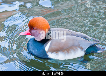 Männlichen rot Crested Tafelenten (Netta Rufina). Stockfoto
