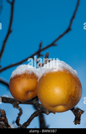 Schneebedeckte Äpfel an den Baum hängen. Stockfoto