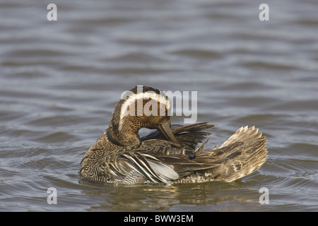 Garganey (Anas Querquedula) Männchen, putzen auf dem Wasser, Norfolk, England Stockfoto