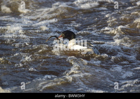 Gänsesäger (Mergus Prototyp) Männchen, Fütterung, mit Neunaugen im Schnabel, Fluss Nith, Dumfries and Galloway, Schottland, winter Stockfoto