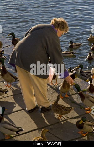 Mallard Ente (Anas Platyrhynchos) Herde gefüttert Frau, am Ufer in der Stadt, Wareham, Dorset, England, november Stockfoto