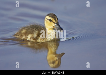 Stockente (Anas Platyrhynchos) Duck Entlein, Schwimmen, Warwickshire, England, Sommer Stockfoto