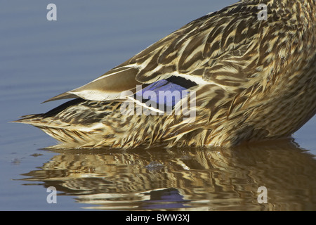 Mallard Ente (Anas Platyrhynchos) Erwachsene weibliche, Nahaufnahme von Federn, Warwickshire, England, Sommer Stockfoto