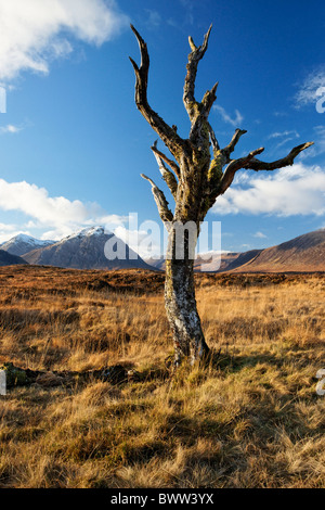 Buachaille Etive Mor von Rannoch Moor, Lochaber, Highland, Schottland, Vereinigtes Königreich. Stockfoto