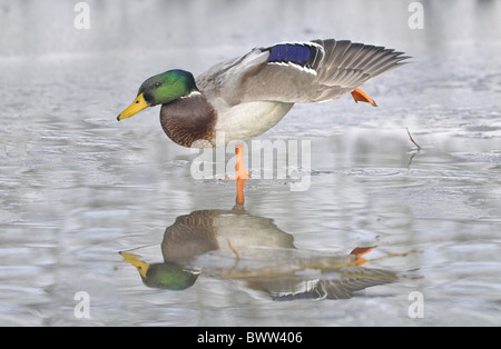 Mallard Ente (Anas Platyrhynchos) Erwachsene männliche, Flügel stretching, stehend auf dem Eis der zugefrorenen Teich, West Sussex, England, Februar Stockfoto