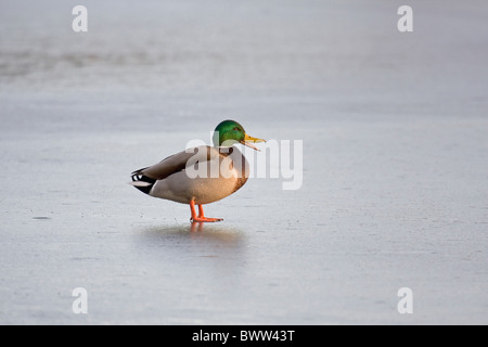 Mallard Ente (Anas Platyrhynchos) Männchen, calling, stehend auf Eis, Suffolk, England, winter Stockfoto