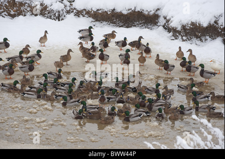 Ente Stockente (Anas Platyrhynchos) Männchen und Weibchen, strömen auf teilweise gefrorenen Bauernhof Teich, Whitewell, Lancashire, England, Stockfoto