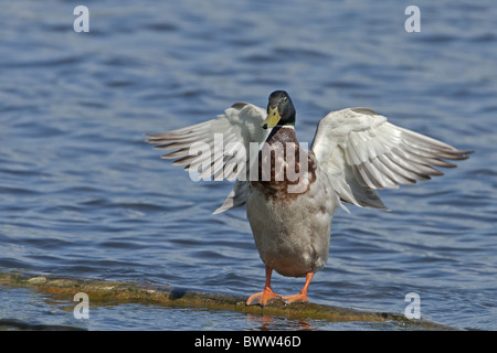 Mallard Ente (Anas Platyrhynchos) Erwachsene männliche, Flügel erstreckt sich auf Log in Quellwasser, Leighton Moss RSPB Reserve, Lancashire, England, Stockfoto