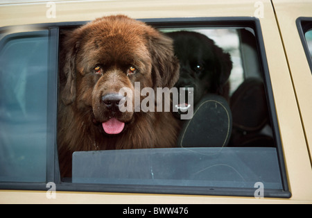 Neufundland / Neufundländer (Canis Lupus Familiaris) Hunde Blick durch Autofenster Stockfoto