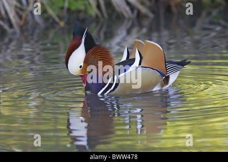Mandarinente (Aix Galericulata) erwachsenen männlichen, eingeführten Arten, Anzeigen auf Wasser, England Stockfoto