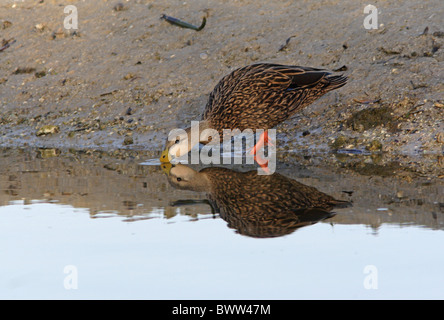 Fleckige Ente (Anas Fulvigula) Männchen, trinken, Sanibel Island, Florida, Vereinigte Staaten von Amerika, Februar Stockfoto