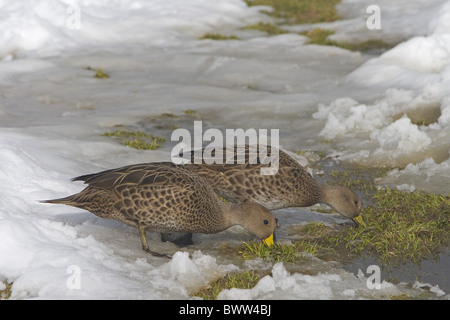 South Georgia Pintail (Anas Georgica Georgica) Erwachsenen paar, Fütterung, auf Schnee am Rand des Wassers, Süd-Georgien Stockfoto