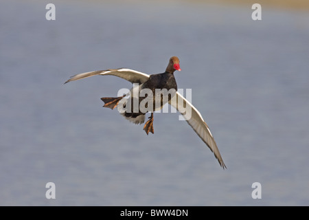 Rot-crested Tafelenten (Netta Rufina) Männchen, im Flug, Landung auf dem Wasser, Spanien Stockfoto