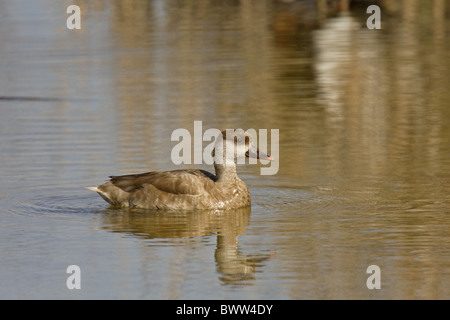 Rot-crested Tafelenten (Netta Rufina) Erwachsenfrau, Schwimmen, Spanien Stockfoto