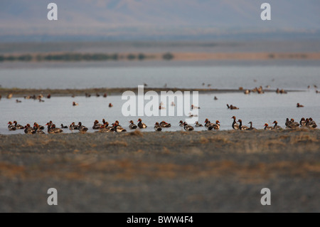 Rot-crested Tafelenten (Netta Rufina) Herde, am Rand des Sees Lebensraum, See Alakol, Kasachstan, Juni Stockfoto