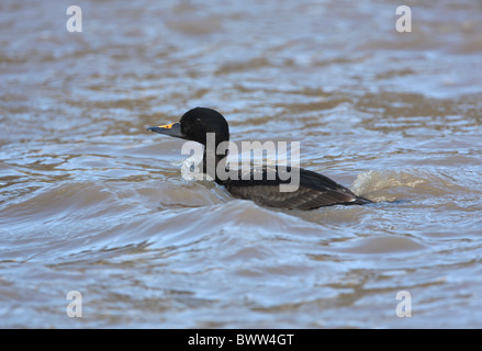 Gemeinsamen Scoter (Melanitta Nigra) erste Sommer männlich, Schwimmen im Meer, Norfolk, England, april Stockfoto