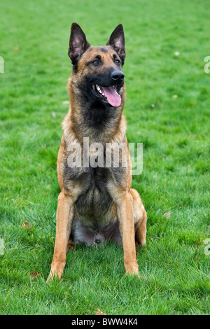 Belgischer Schäferhund / Malinois (Canis Lupus Familiaris) sitzen im Feld, Belgien Stockfoto