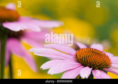 Rosa Kegel Blumen - Echinacea purpurea Stockfoto