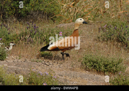 Erwachsenes Weibchen das rötliche Brandgans (Tadorna Ferruginea), gefolgt von jung, Lesbos, Griechenland, Mai Stockfoto