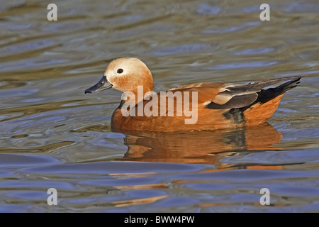 Ruddy Brandgans (Tadorna Ferruginea) Männchen, Schwimmen im See, Gloucestershire, England, winter Stockfoto