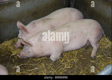 Inländische Schwein Ferkel mit Ohrfeigen Marken Markt Stift Stockfoto