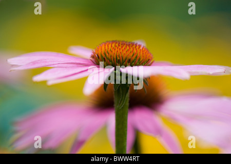 Rosa Kegel Blumen - Echinacea purpurea Stockfoto