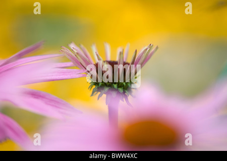 Rosa Blüten der Kegel mit dem Öffnen der Knospe - Echinacea purpurea Stockfoto