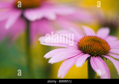 Rosa Kegel Blumen - Echinacea purpurea Stockfoto